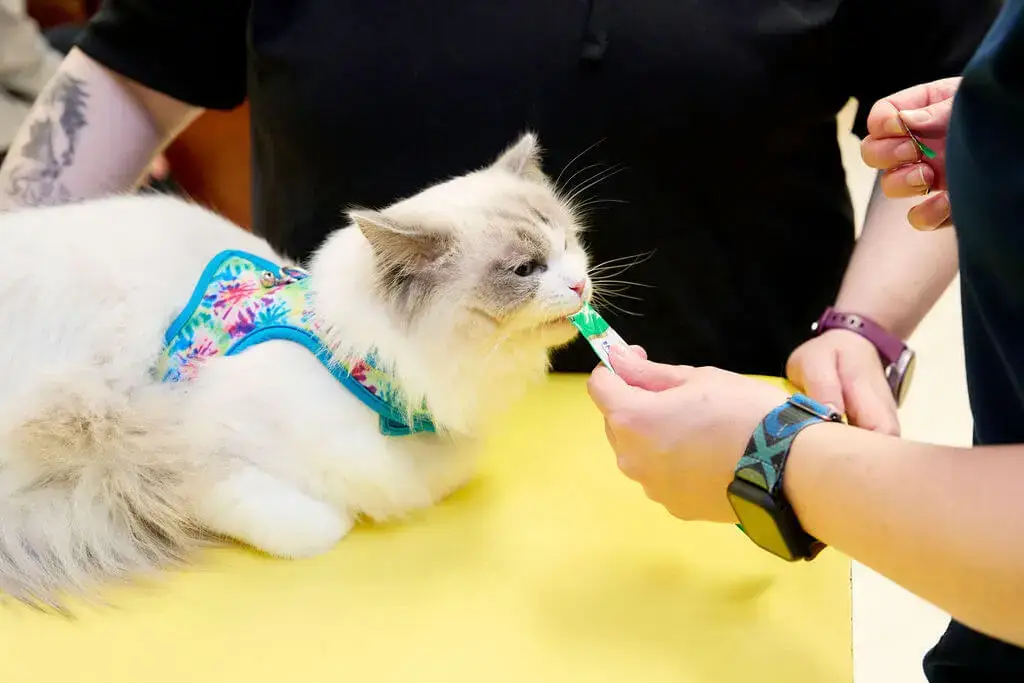 Cat receiving a treat during a veterinary visit at Brandermill Animal Hospital.