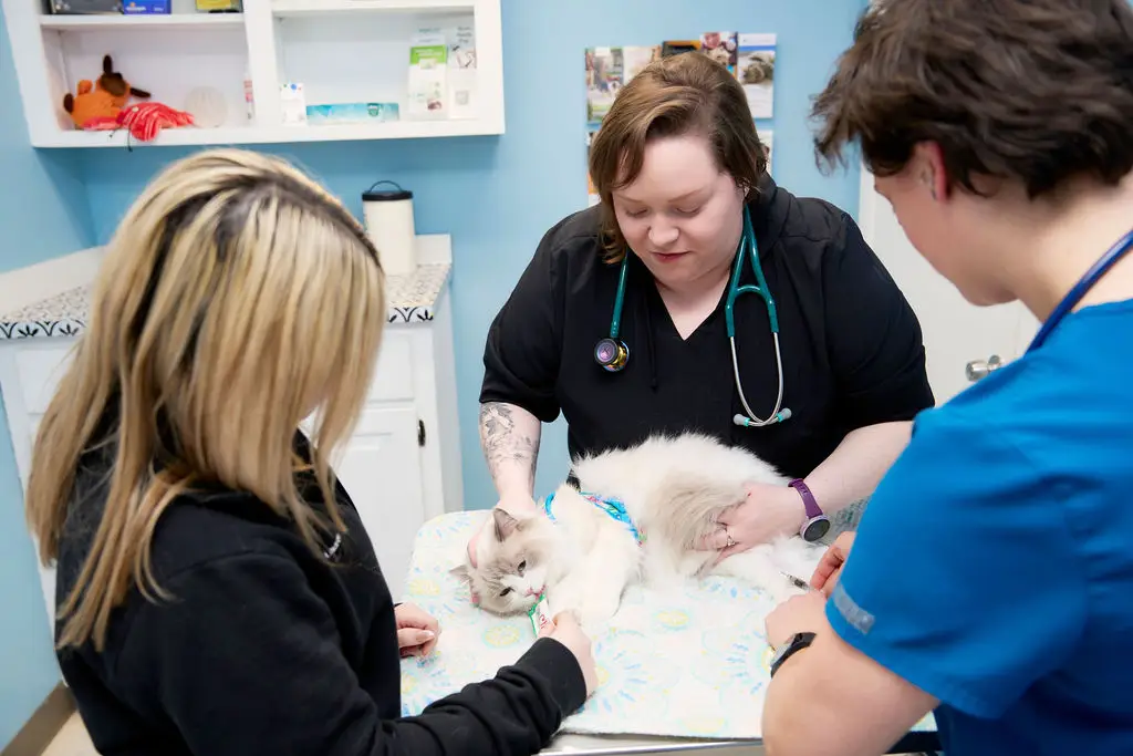 Cat being gently examined by the veterinary team during a visit at Brandermill Animal Hospital.