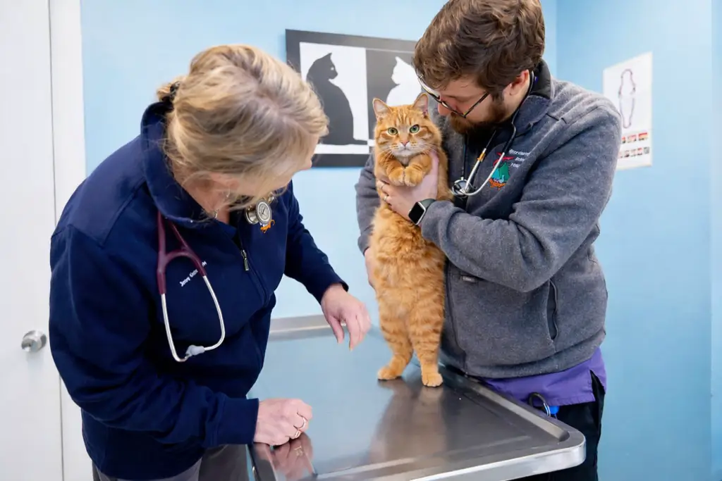Two veterinary team members examine an orange tabby cat on an exam table at Brandermill Animal Hospital.